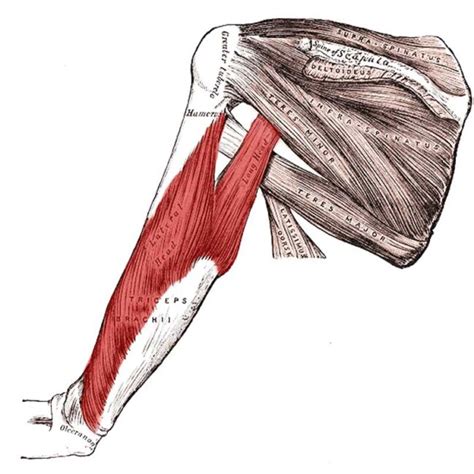 Triceps Brachii Anatomy Origin Insertion Action The