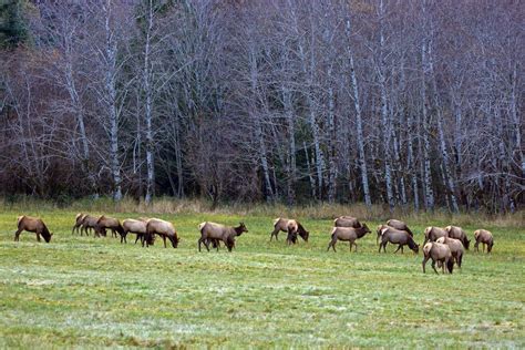 Shutterbugs Capturing The World Around Us Vancouver Island Roosevelt Elk