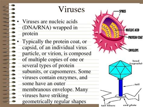 Ppt Viruses Powerpoint Presentation Free Download Id3386690