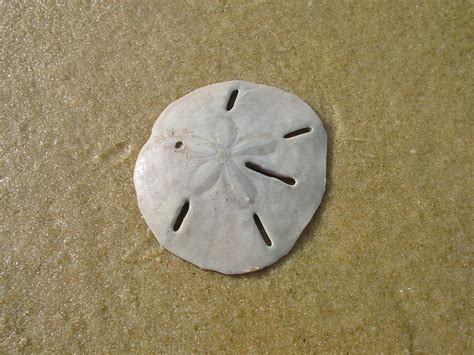 Images Of A Sand Dollar Sand Dollar Photograph By Tom Romeo Summer Howe