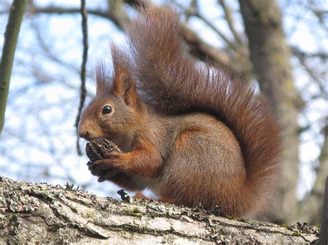 Eurasian Red Squirrel Kaweechelchen Mammalia Luxembourg