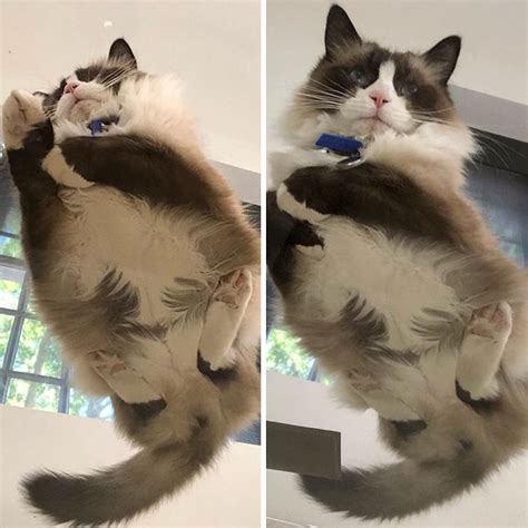 These photos prove one important thing: 49 Hilarious Reasons Why Every Cat Owner Should Get A ...