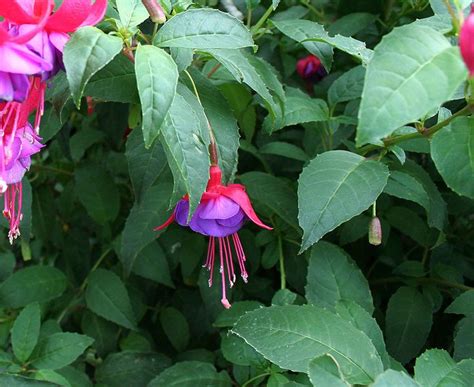 How To Care For A Fuchsia Plant Garden Guideslong Bloom Time Spring