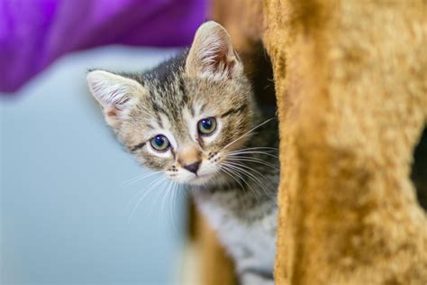 My Interview With Artemis The Feral Kitten Taming Cat Katniss Cat
