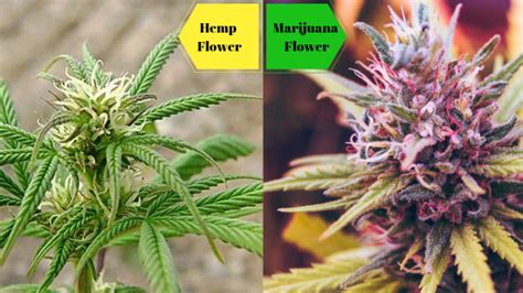 Cbd is a cannabinoid found in cannabis and does not produce a psychoactive effect. Cannabis Vs.CBD Hemp Flowers: Differences Explained - Hemp Circle Industries
