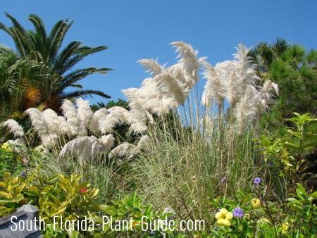 South florida landscaping ideas landscape in a box. South Florida Gardening Tips