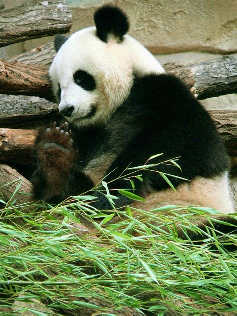 Huan huan est la femelle panda géant du zoo de beauval. Zoo de Beauval - Panda 41 | Panda bear, Panda, Pet birds