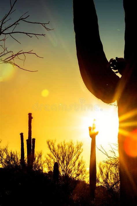 Saguaro Cactus Silhouette At Sunrise Stock Photo Image Of Silhouette