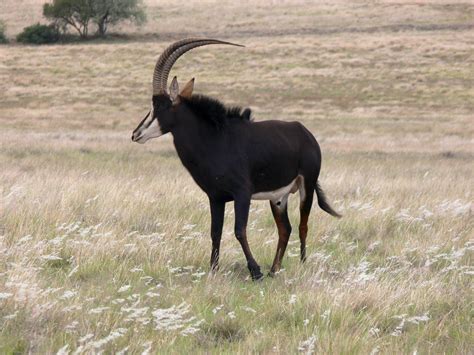 The following 5 pages are in this category, out of 5 total. Sable Antelope Free Stock Photo - Public Domain Pictures