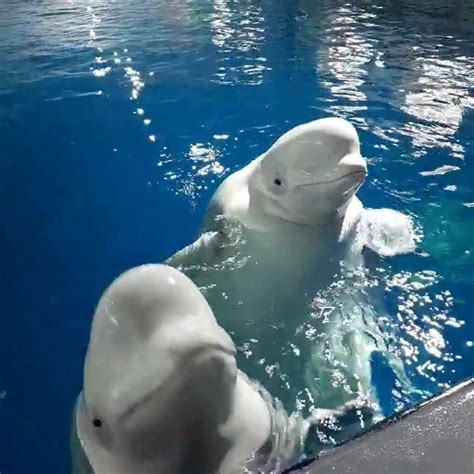 Sea Life Trust Beluga Whale Sanctuary Little White And Little Grey