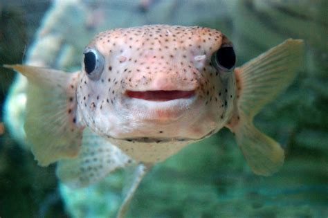Smiling Puffer Fish Pics4learning