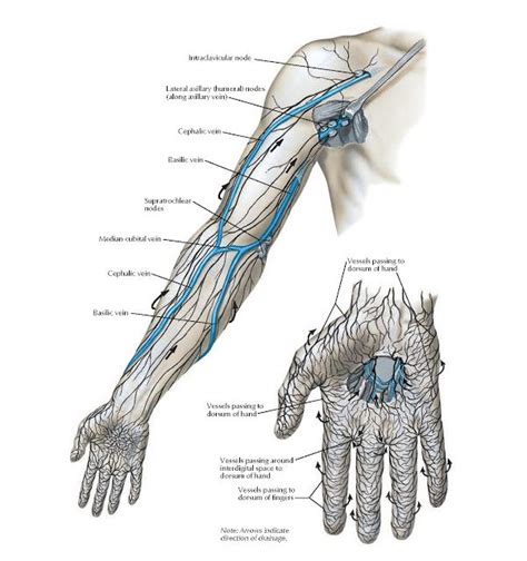 Lymph Vessels And Nodes Of Upper Limb Anatomy Intraclavicular Node