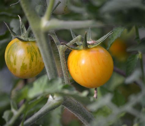 Vernissage Yellow Tomato Seeds