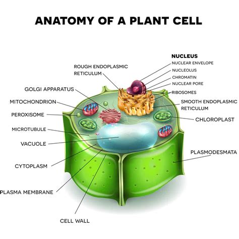 Plant Cell Diagram And What They Do Simple Functions And Diagram