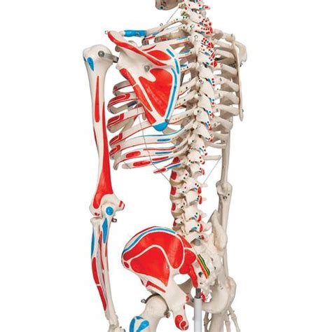 Human Skeleton Model Max Human Anatomical Skeleton Painted Muscles
