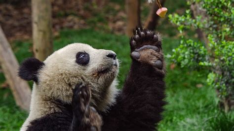 Male Pandas Sexercise Training Regime Bbc Earth