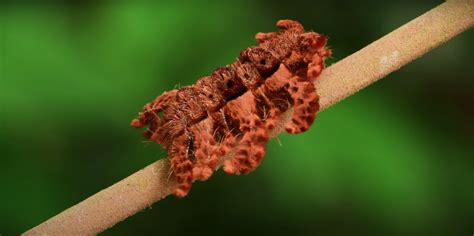 Monkey Slug Caterpillar Looks Like A Giant Hairy Spider Nerdist