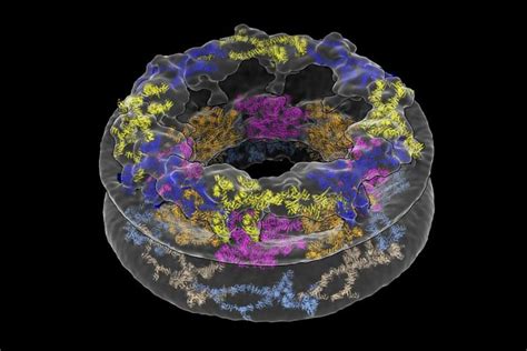 Nuclear Pore Complex Cellular Environments Shape Molecular Architecture