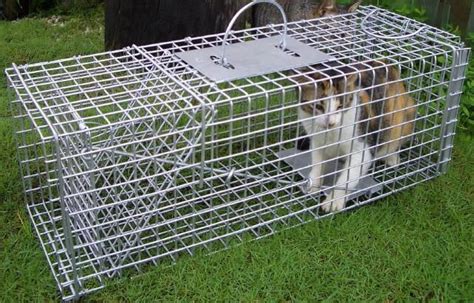 Cat Trap Rentals Cat Traps Cats Traps