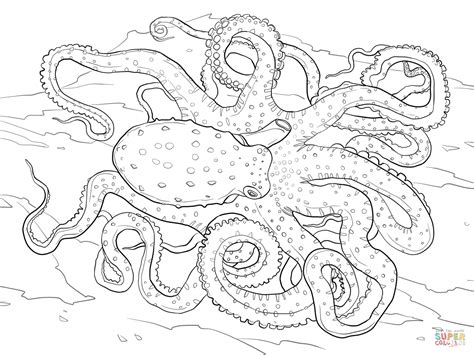 Download Blue Ringed Octopus Coloring For Free Designlooter 2020 👨‍🎨