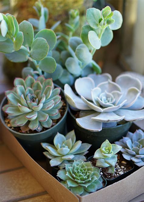 Make creative diy room decor ideas with this list of bedroom decor ideas that are cheap but cool. DIY Home Decor Tutorial: Pumpkin Succulent Centerpiece ...