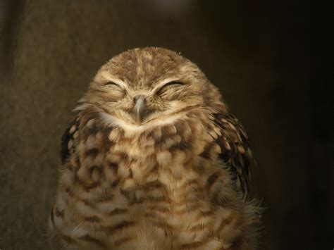 Fileburrowing Owl Smile Wikimedia Commons