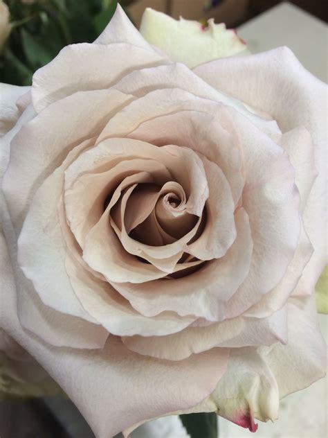 Quicksand Roses A Very Popular Wedding Rose Blush Wedding Flowers
