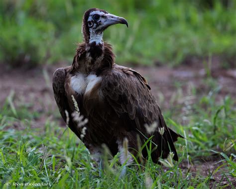 Hooded Vulture Juvenile Wild South Africa Kruger National Flickr