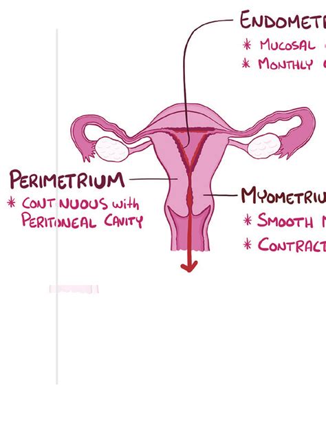 Female Reproductive System Notes Diagrams And Illustrations Osmosis