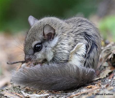Southern Flying Squirrel Pet Massachusetts Pet Spares