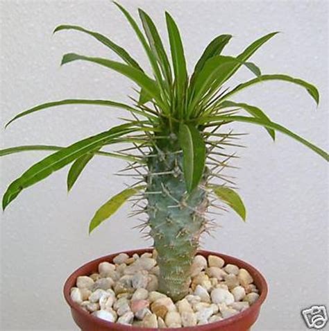 Pachypodium Lamerei Rare Madagascar Palm Plant Cactus Cacti Caudex