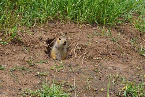 What Is A Gopher Gopher Facts Types And More Terminix