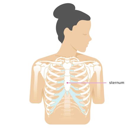 License image the rib cage has three important functions: Sternum Popping: Treatment, Pain, Chest Pain, and Symptoms