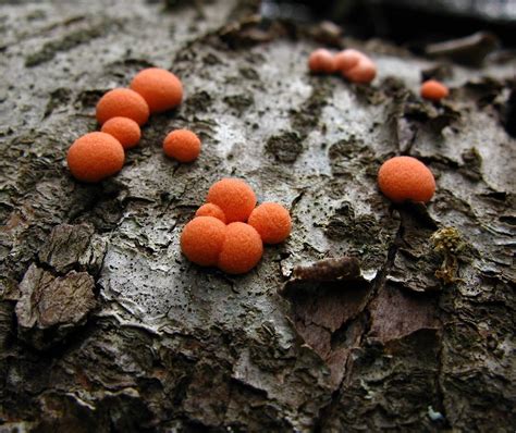 Pink Fungus