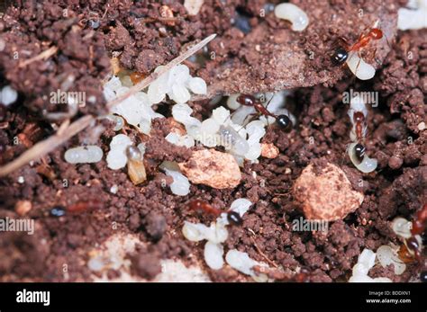 Ants And Pupae Hi Res Stock Photography And Images Alamy