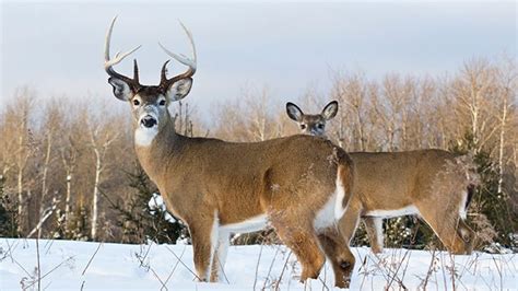 Tracking Whitetail Deer In Maine Untamed Mainer