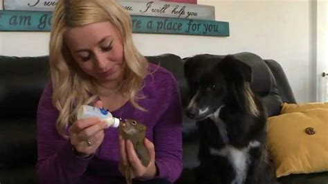 Meet The Corner Brook Dog And Baby Squirrel Who Have Become The Best Of