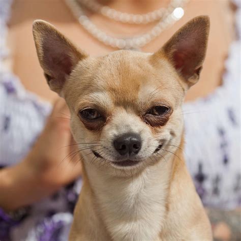 See more ideas about chihuahua, chihuahua photos, chihuahua puppies. Chihuahua Dog Breed » Information, Pictures, & More
