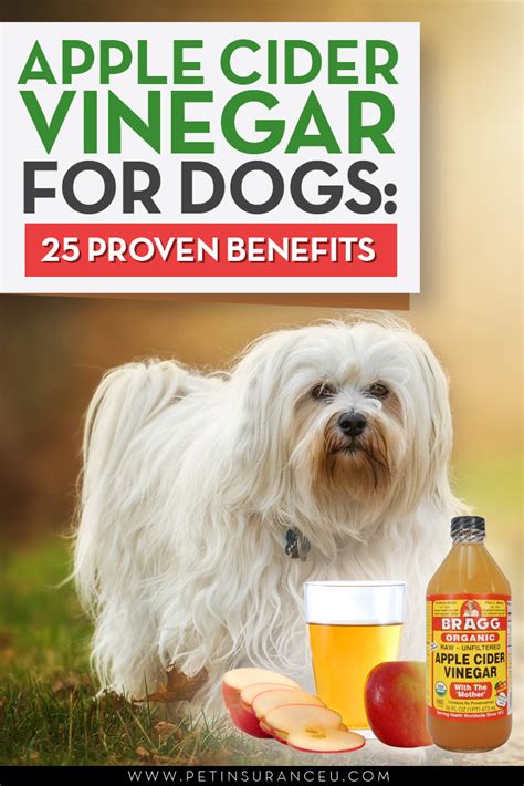 Apple Cider Vinegar For Dogs 25 Proven Benefits Dog Treatment Apple