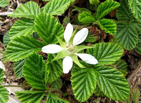 There are two varieties of this plant: Temperate Climate Permaculture: Permaculture Plants ...