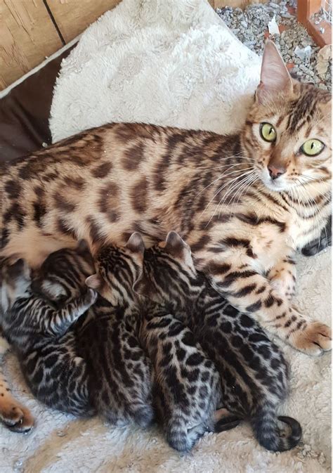 Leosleapards Quality Bengal Cat Breeder Wollongong Nsw