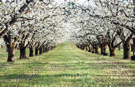 In The Fields Blossoming Orchards