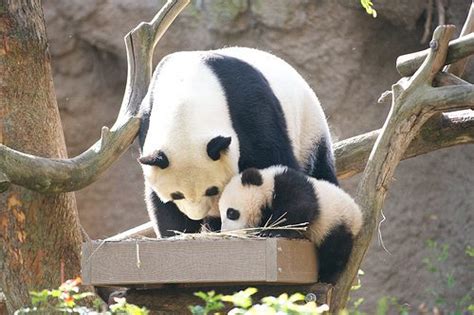 Bai Yun And Xiao Liwu Panda Bear Cute Panda Dog Pictures