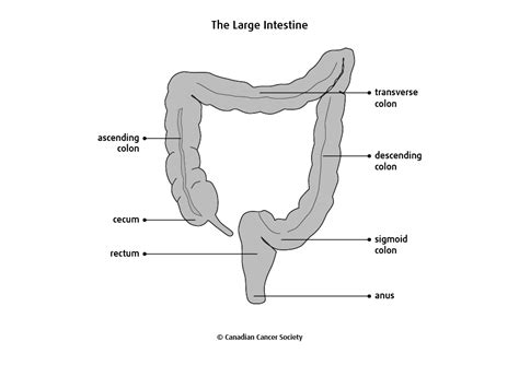 The ascending colon is the first part of the large intestine. The colon and rectum - Canadian Cancer Society
