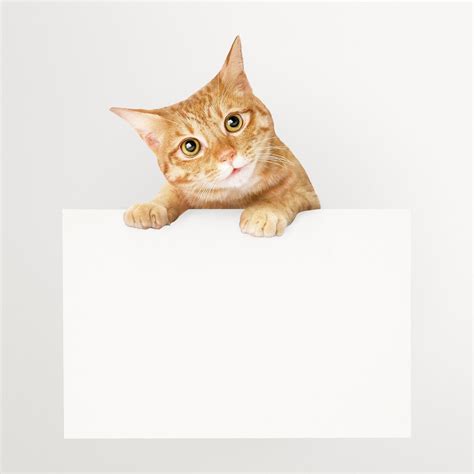 Ginger Cat Holding Sign Frame Premium Psd Rawpixel