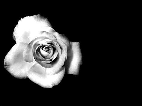 Black And White Rose Wallpaper 61 Images