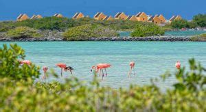 Wat Te Doen Op Bonaire Check Deze Tips D Vakantiediscounter