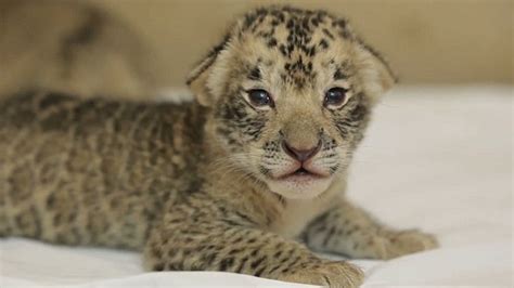 These Rare Liger Cubs Are Being Reared By A Dog Daily Mail Online
