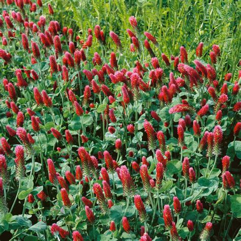 Bulk Crimson Clover Seed For Sale