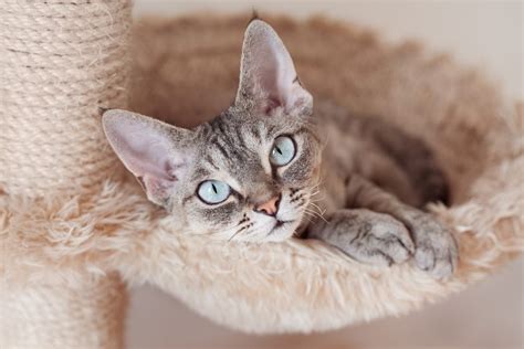 Is A Devon Rex Hypoallergenic Cat Allergies Explained Pet Arenas